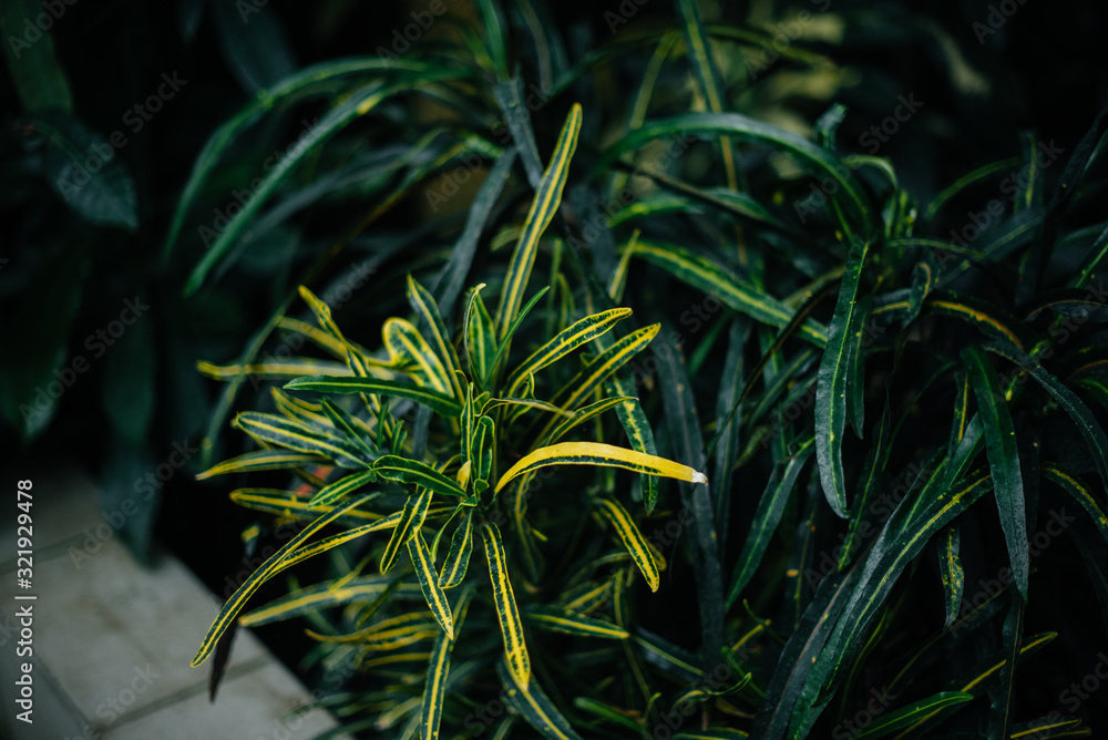 A tropical plant close up in the dense thickets of the jungle. Tropics A tropical plant close up in the dense thickets of the jungle. Tropics