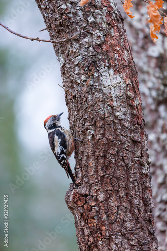 PICO MEDIANO - Middle spotted woodpecker (Dendrocoptes medius)