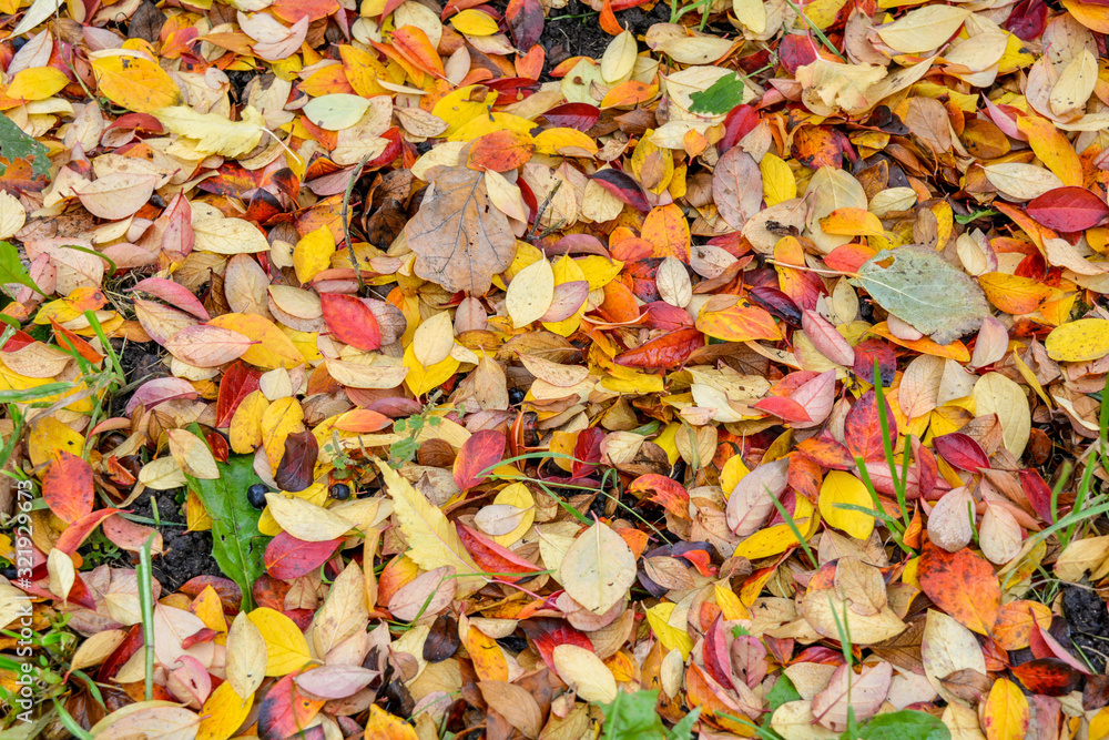 Colorful and bright background of fallen autumn leaves