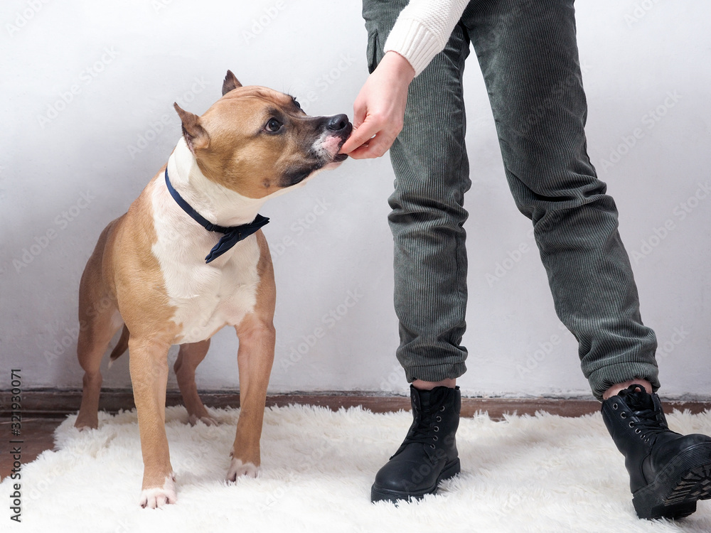 Dog and mistress in the process of training Dog and mistress in the process of training