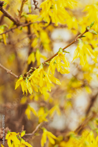 Branch of yellow forsythia bush in spring.