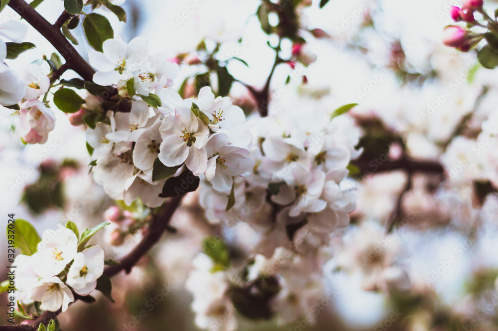Inflorescences apple tree as natural background. Inflorescences apple tree as natural background.