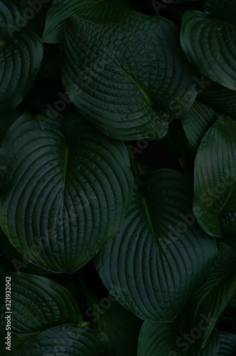 Macro shot beautiful large dark green leaves. © Sergio 