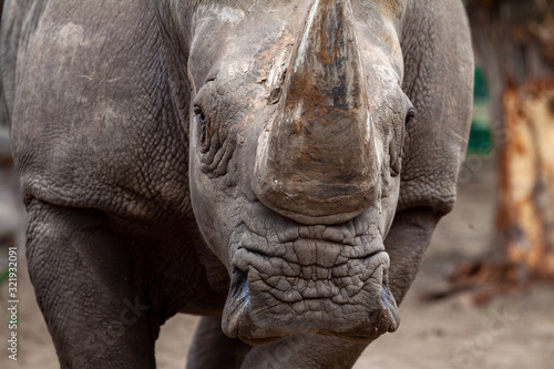 Big black rhino in nature close-up
