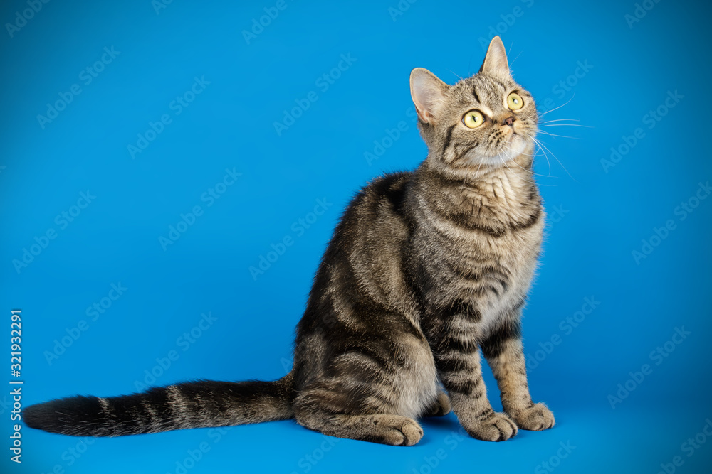 Scottish straight shorthair cat on colored backgrounds