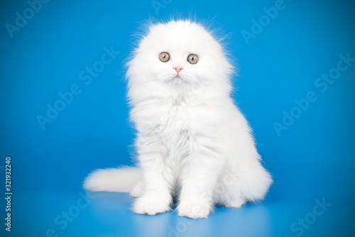 Scottish fold longhair cat on colored backgrounds photo