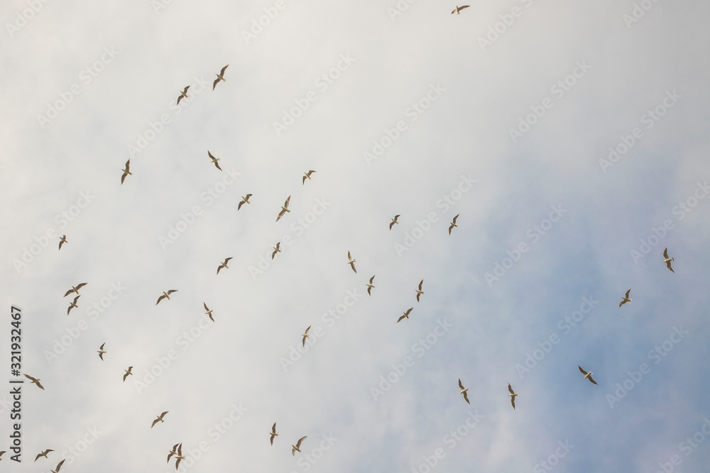 Birds in flight, freedom. Silhouette. Flock of birds.
