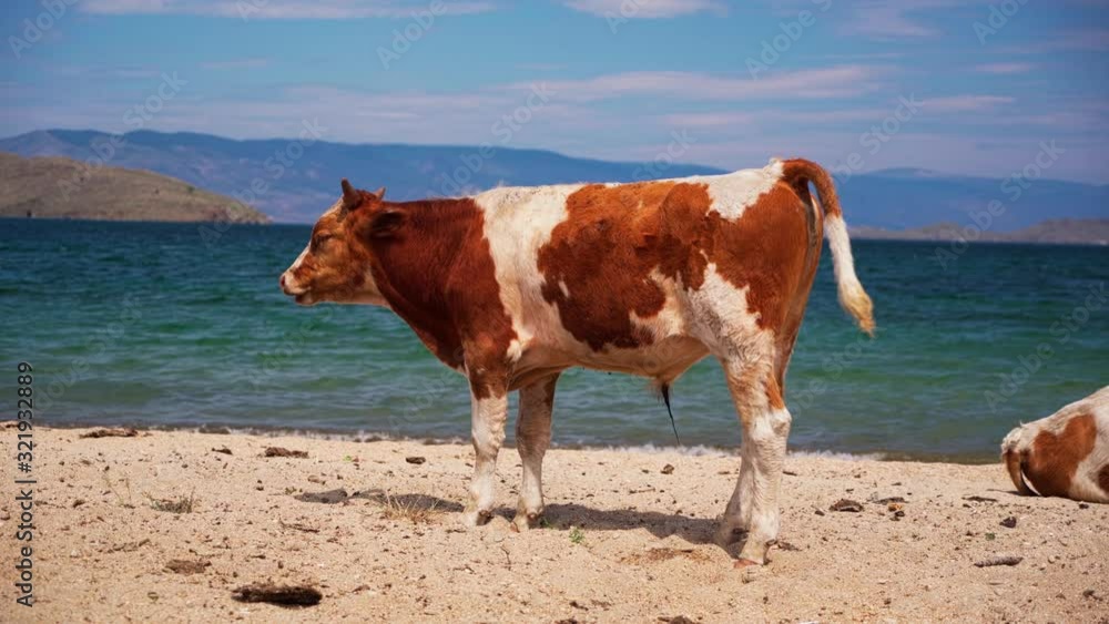 Cows on the beach. Animals on Lake Baikal. Livestock. Cows on the beach. Animals on Lake Baikal. Livestock.