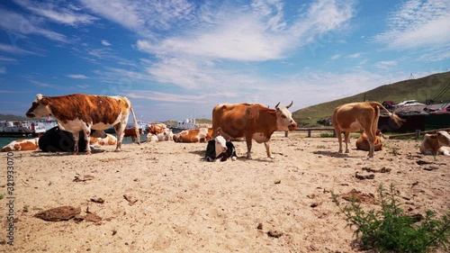 Wallpaper Mural Cows on the beach. Animals on Lake Baikal. Livestock. Torontodigital.ca