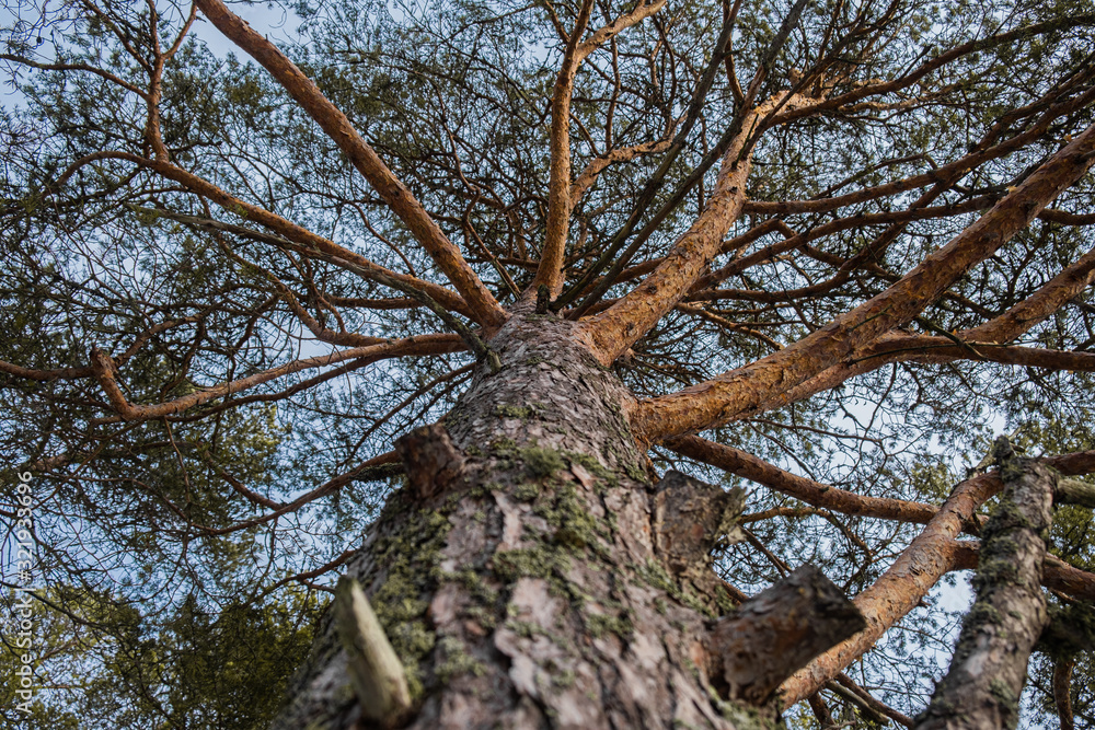 Up the tree Up the tree