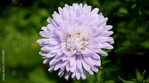 White Aster Chinensis flower