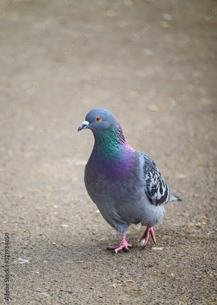 Rock dove or common pigeon or feral pigeon in Kelsey Park, Beckenham, Greater London. The dove (pigeon) is walking towards the viewer. Rock dove or common pigeon (Columba livia), UK. Rock dove or common pigeon or feral pigeon in Kelsey Park, Beckenham, Greater London. The dove (pigeon) is walking towards the viewer. Rock dove or common pigeon (Columba livia), UK.