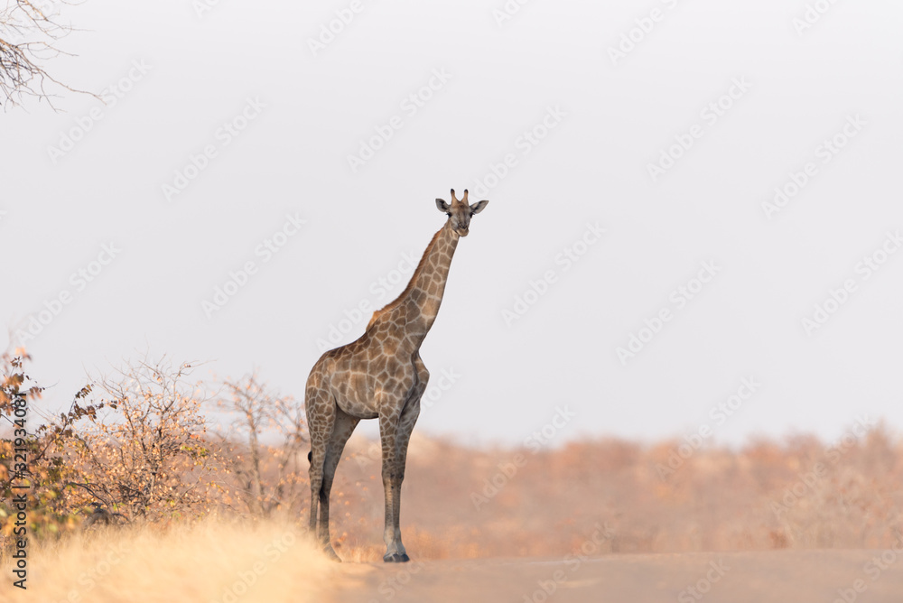 Obraz premium Giraffe in the wilderness of Africa