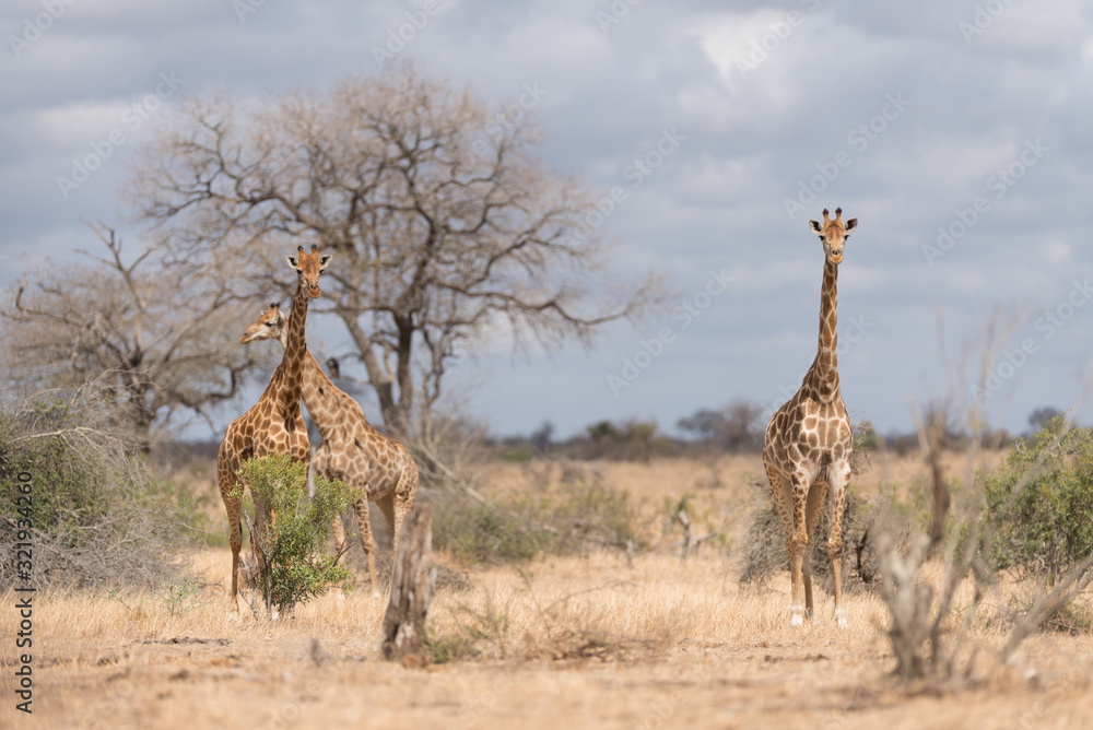 Obraz premium Giraffe in the wilderness of Africa