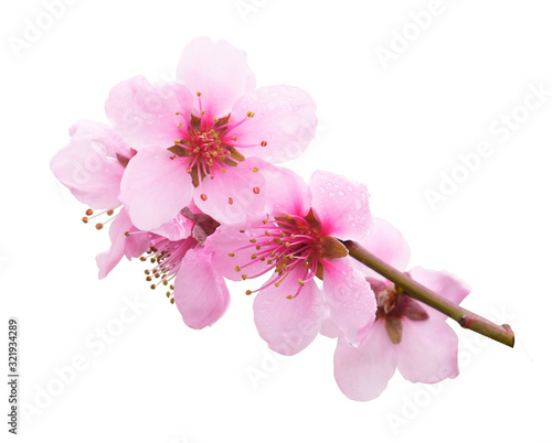 Flowering branch of peach isolated on white background.