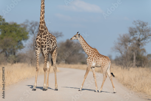 Canvas Print Giraffe in the wilderness of Africa