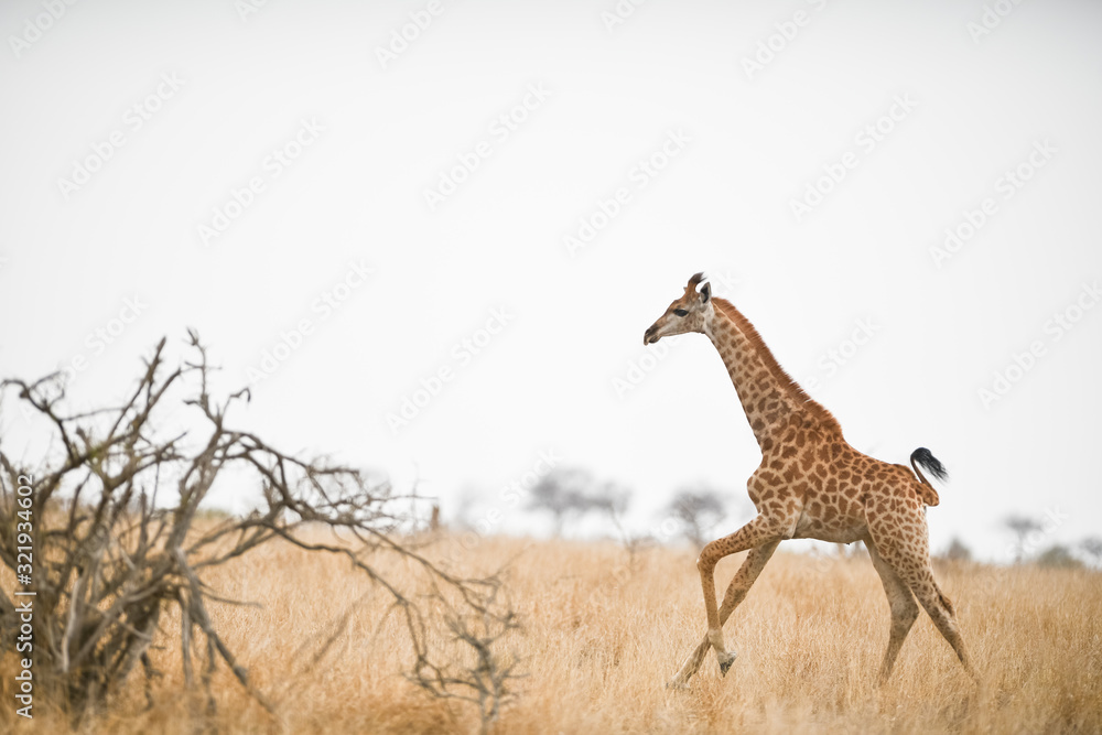 Obraz premium Giraffe in the wilderness of Africa