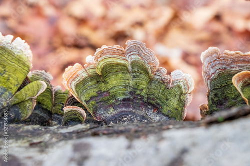 Obraz na plátně False turkey tail (Stereum ostrea) growing on a tree branch