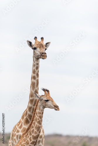Canvas Print Giraffe in the wilderness of Africa