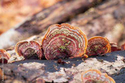Принти на полотні False turkey tail (Stereum ostrea) growing on a tree branch