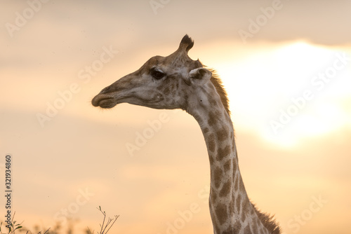 Photography Giraffe in the wilderness of Africa