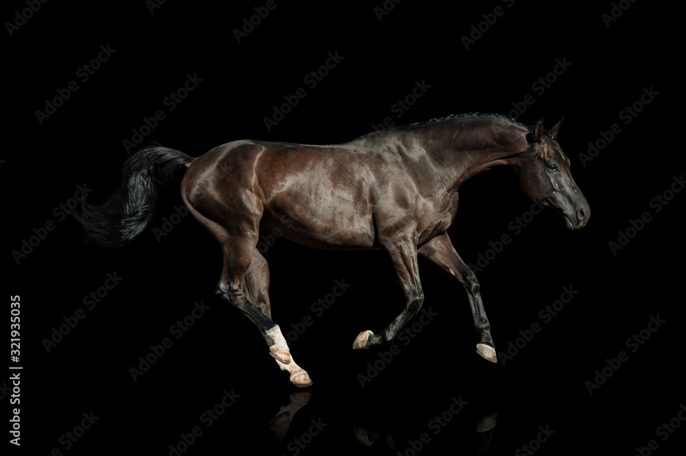 Fototapeta premium Black horse on a black background