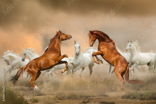 Fototapeta Naklejka Na Ścianę i Meble -  Stallions fighting in desert