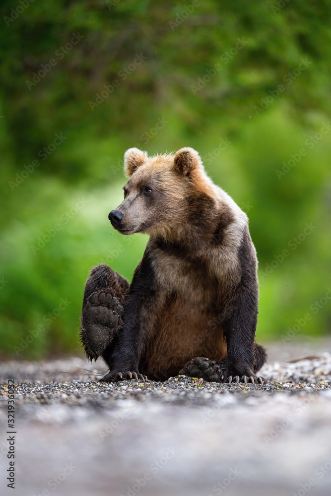 Fototapeta premium The&nbsp;Kamchatka&nbsp;brown&nbsp;bear, Ursus arctos beringianus catches salmons at Kuril Lake in Kamchatka, running in the water, action picture