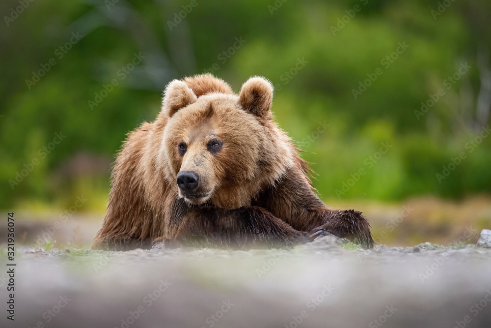 Obraz premium The&nbsp;Kamchatka&nbsp;brown&nbsp;bear, Ursus arctos beringianus catches salmons at Kuril Lake in Kamchatka, running in the water, action picture