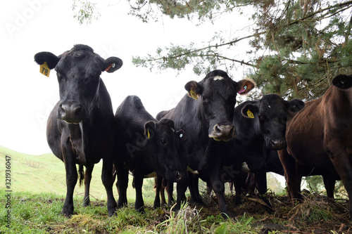 Cows in a field in New Zealand