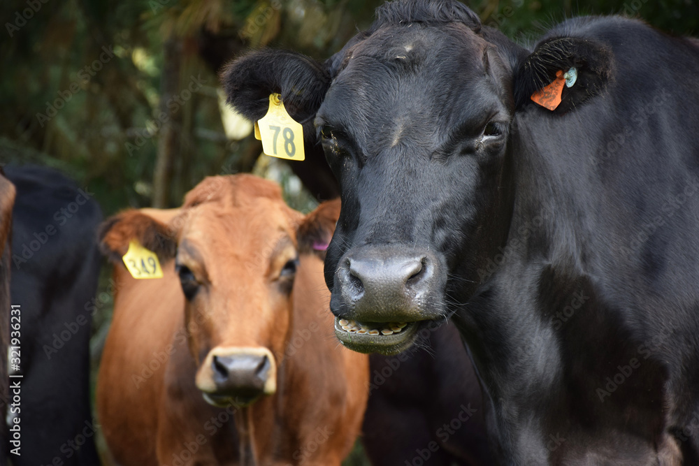 Cows in a field in New Zealand