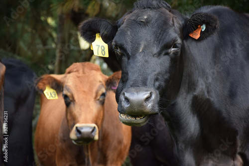 Cows in a field in New Zealand