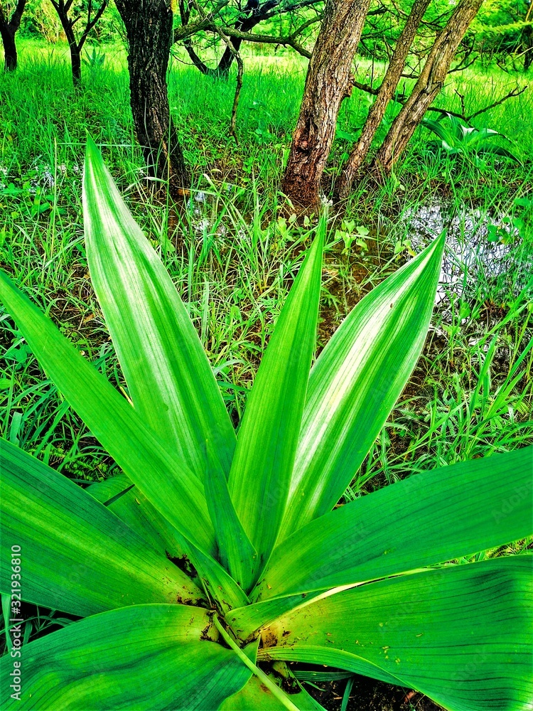 Obraz premium green life