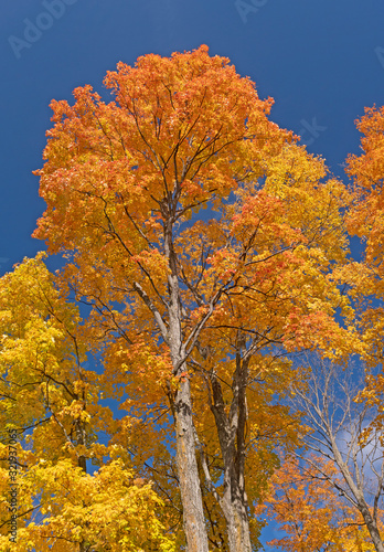 Brilliant Fall Colors Against a Blue Sky