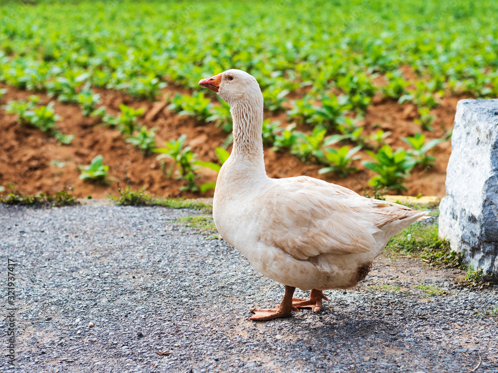 single white goose in front of a green field single white goose in front of a green field