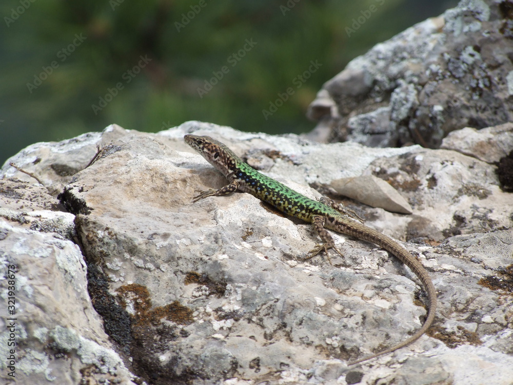 Wild lizard by malachite green and brown colors on a motley limestone boulder Wild lizard by malachite green and brown colors on a motley limestone boulder