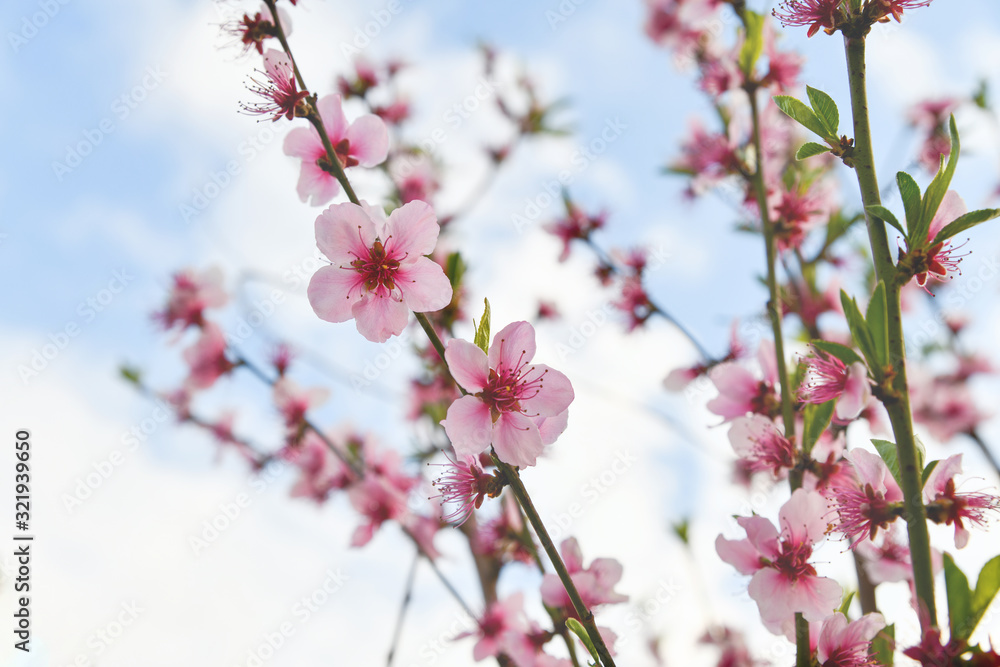 flowers of tree in spring sacura on background of blue sky flowers of tree in spring sacura on background of blue sky