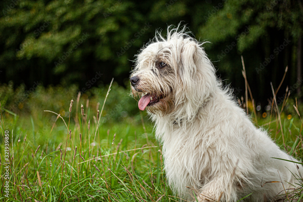Dog with white fur. Shaggy dog walks on the lawn. A cheerful friend in nature. Pet health is an active lifestyle. Mischievous male.