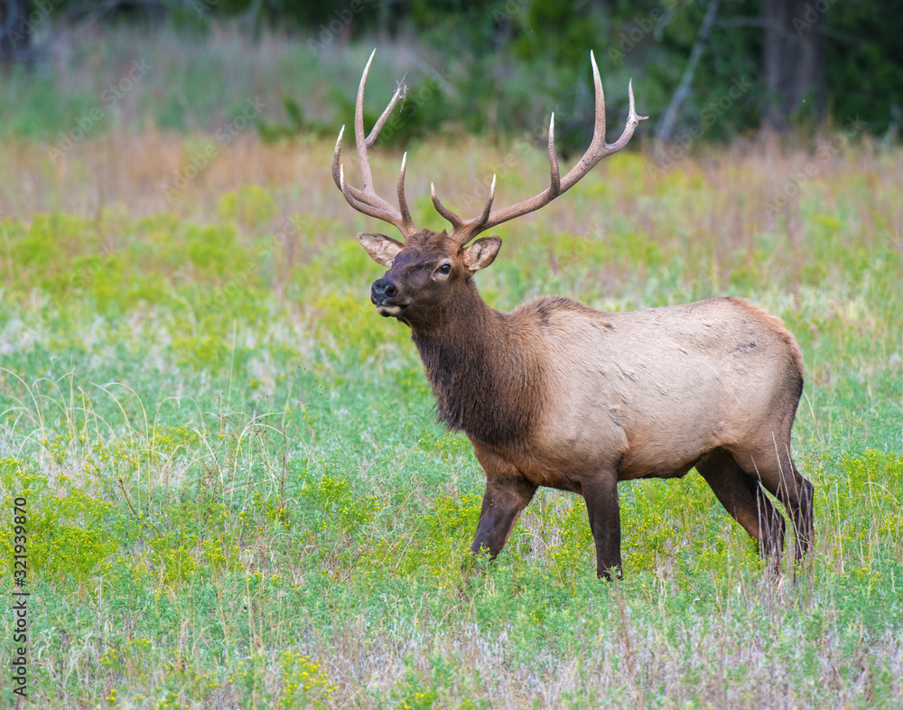 A Bull Elk in the Wichita Mountains A Bull Elk in the Wichita Mountains