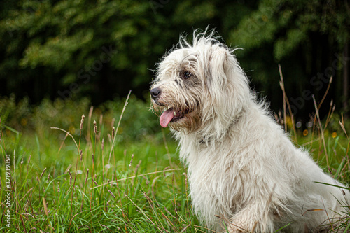 Dog with white fur. Shaggy dog walks on the lawn. A cheerful friend in nature. Pet health is an active lifestyle. Mischievous male. © Олег Копьёв