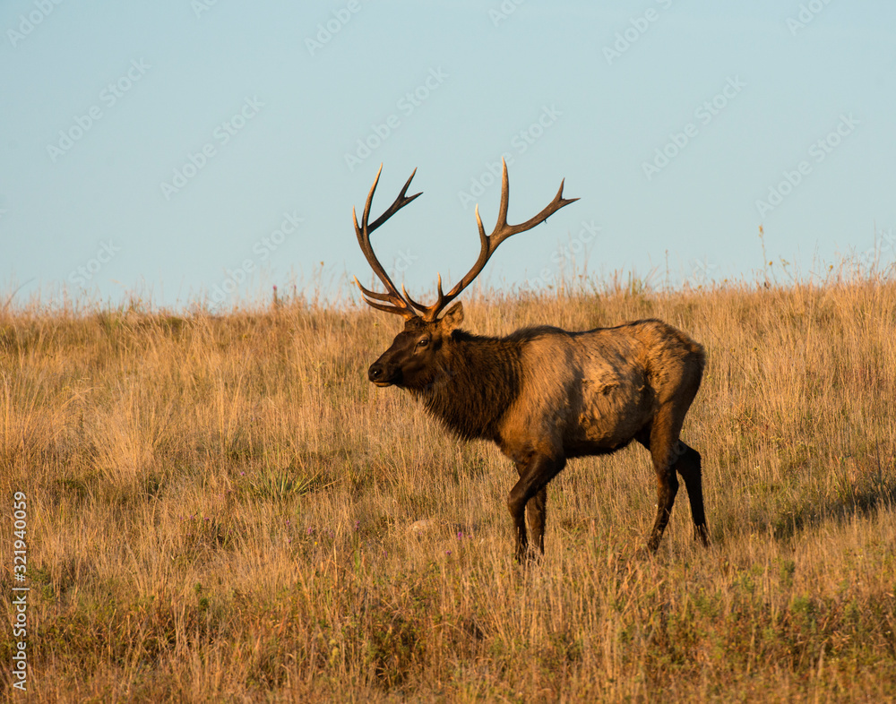 A Bull Elk in the Wichita Mountains A Bull Elk in the Wichita Mountains