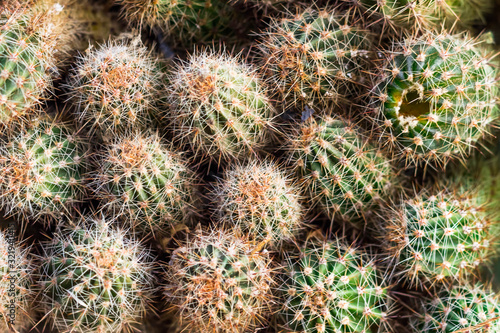 background of a multitude of small cacti close-up, view from above