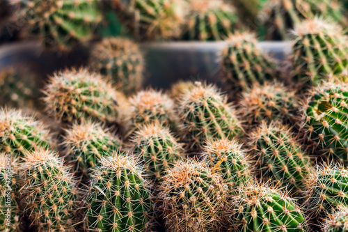 background of many small close-up cacti with blur ring in the background