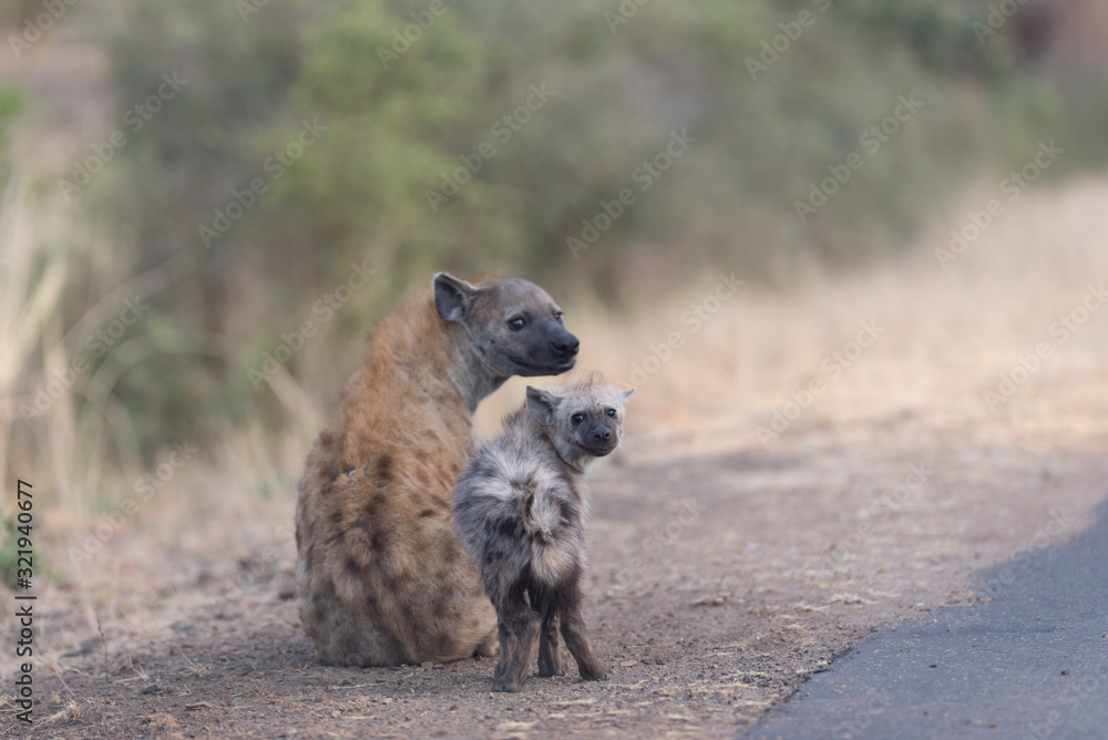 Hyena puppy, Hyena pup, baby hyena in the wilderness of Africa Hyena puppy, Hyena pup, baby hyena in the wilderness of Africa