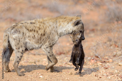 Fototapet Hyena puppy, Hyena pup, baby hyena in the wilderness of Africa