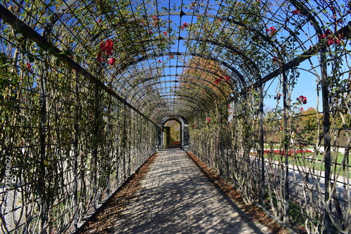 A rose tunnel