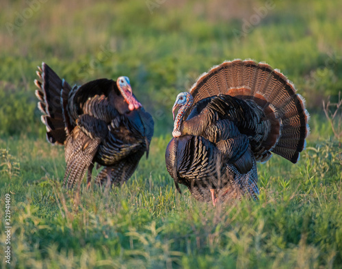 Male Turkeys in the Wichita Mountains