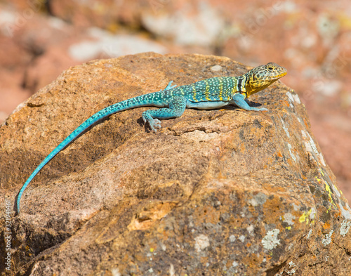 Male Eastern Collared Lizard