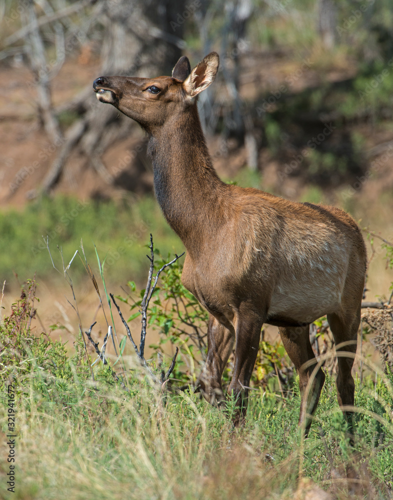 A Cow Elk in the Wichita Mountains A Cow Elk in the Wichita Mountains