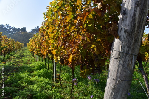 Autumn vineyard